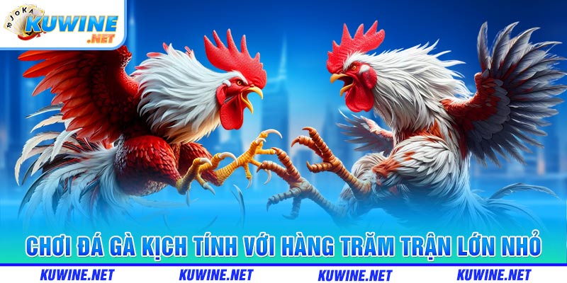 Chơi đá gà kịch tính với hàng trăm trận lớn nhỏ